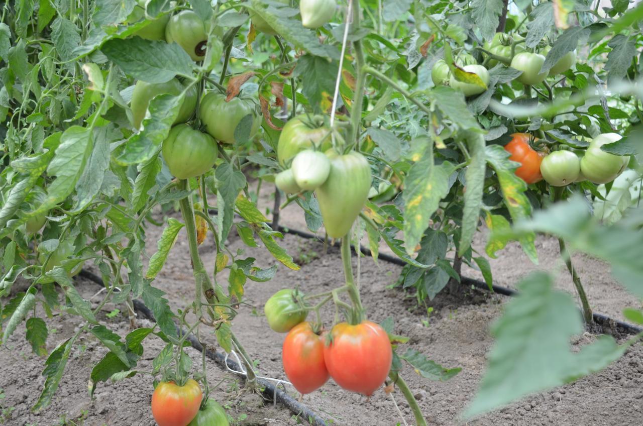 Poenari Pensiunea Koruna מראה חיצוני תמונה